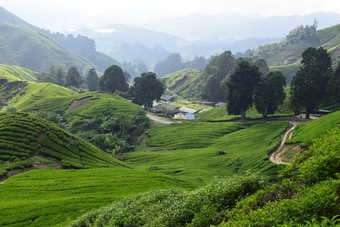 Cameron Highlands Safari