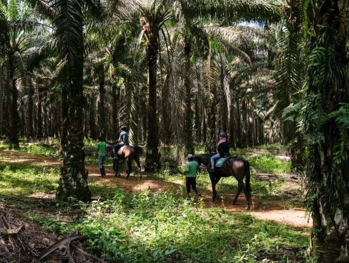 Desaru Horseback Riding